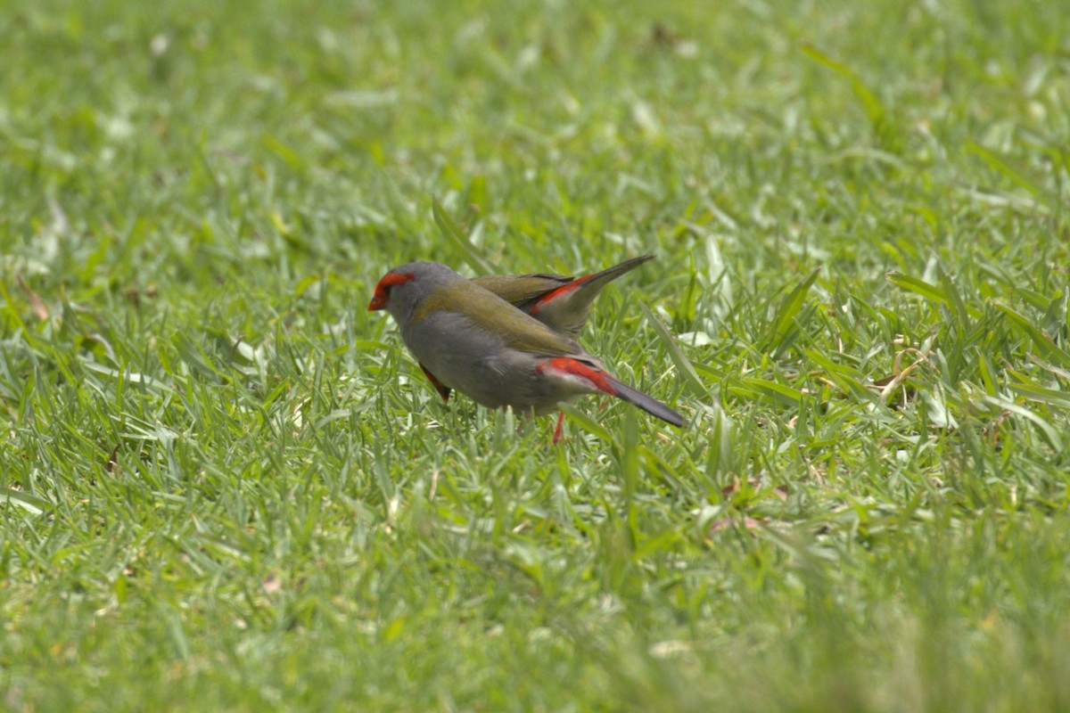 Red-browed Firetail - ML646735992