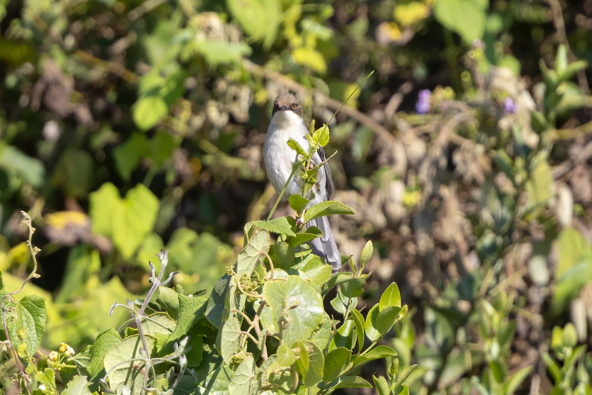 Brown-headed Apalis - ML646735993