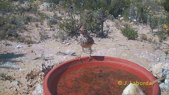 Thekla's Lark - ML646735999