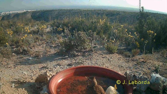 Thekla's Lark - ML646736000