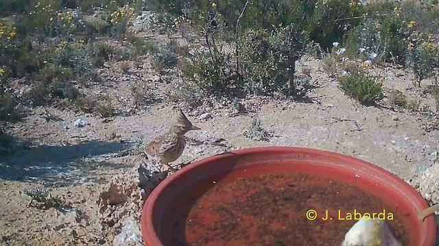 Thekla's Lark - ML646736001