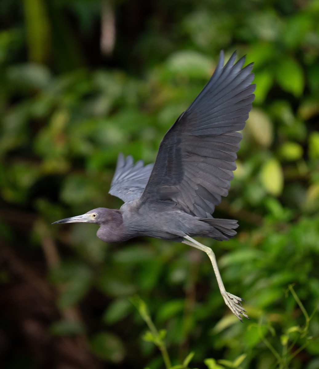 Little Blue Heron - ML646736004