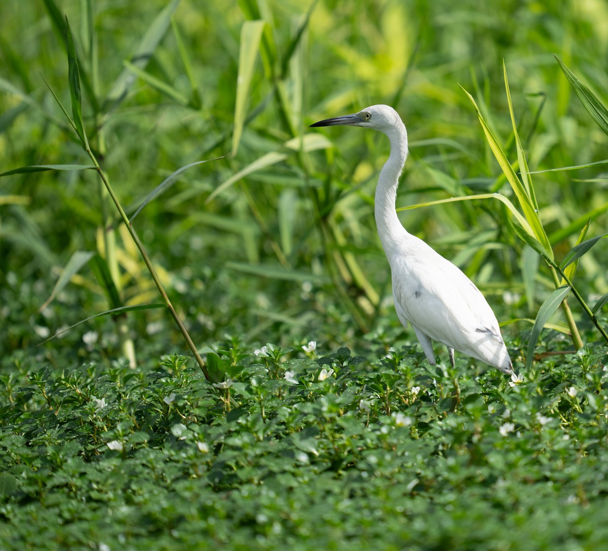 Little Blue Heron - ML646736005