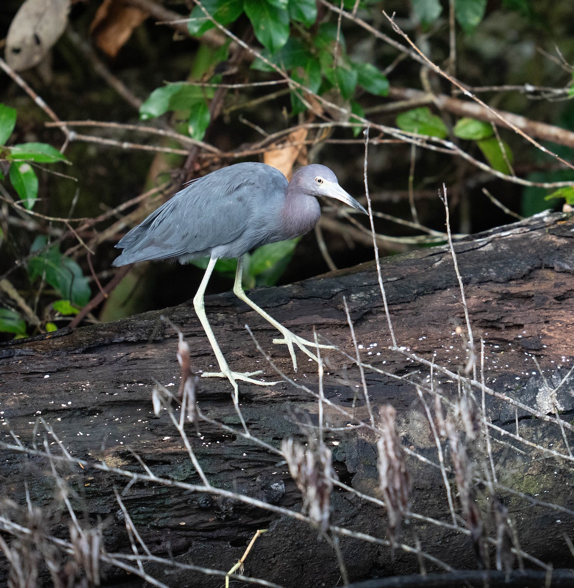 Little Blue Heron - ML646736006