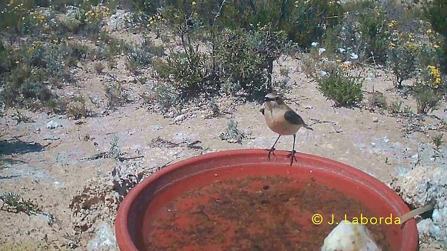 Western Black-eared Wheatear - ML646736015