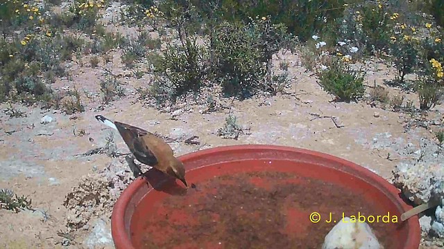 Western Black-eared Wheatear - ML646736016
