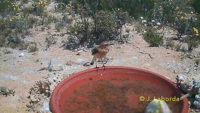 Western Black-eared Wheatear - ML646736017