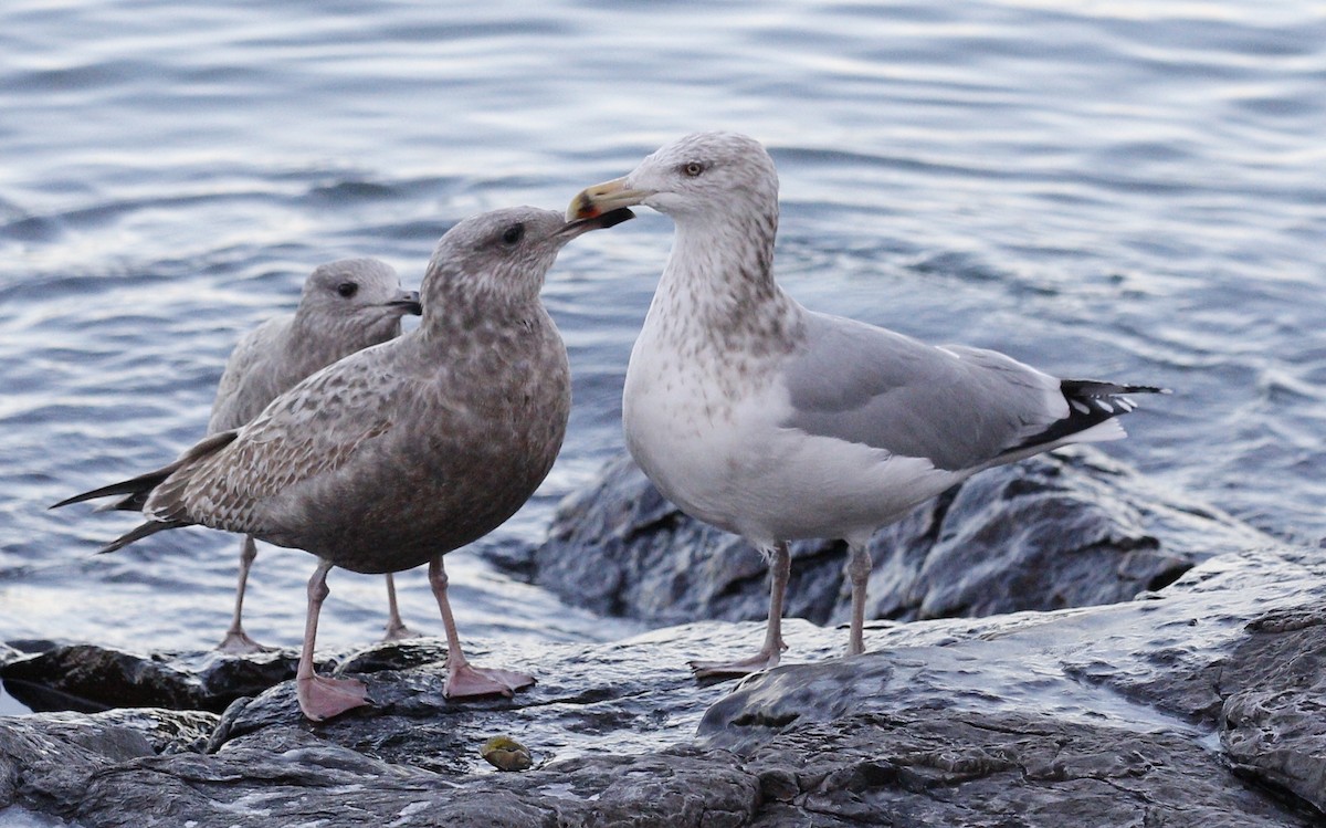 Kaio hauskara amerikarra - ML646736019