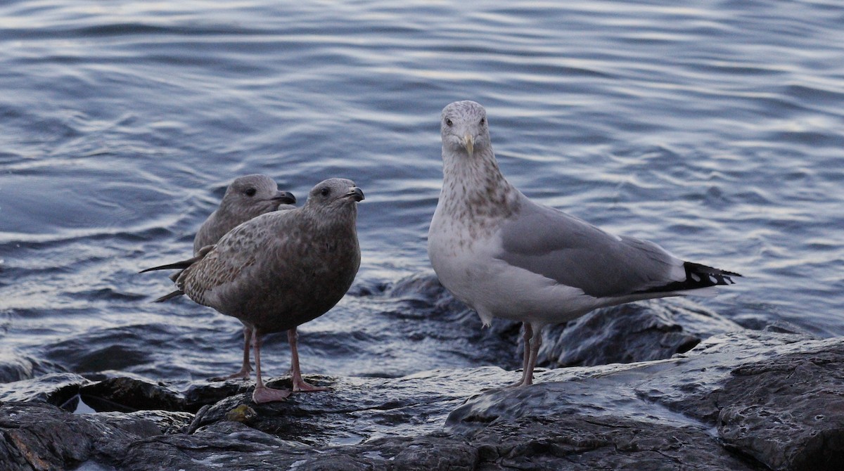 Kaio hauskara amerikarra - ML646736020