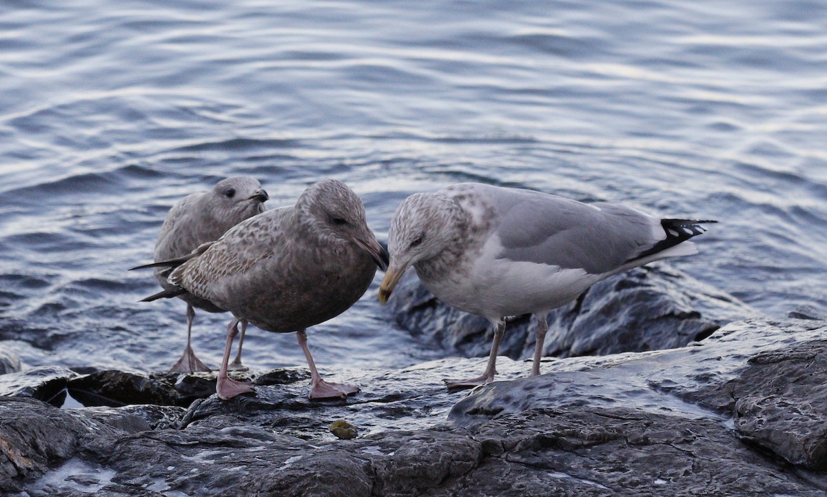 Kaio hauskara amerikarra - ML646736022