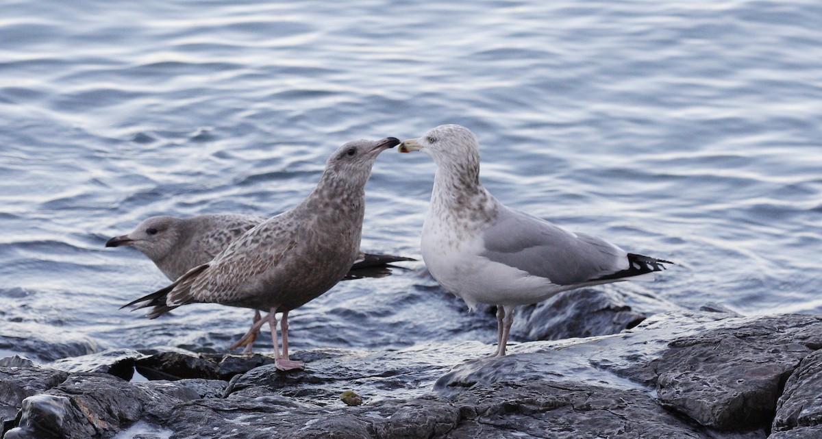 Kaio hauskara amerikarra - ML646736023