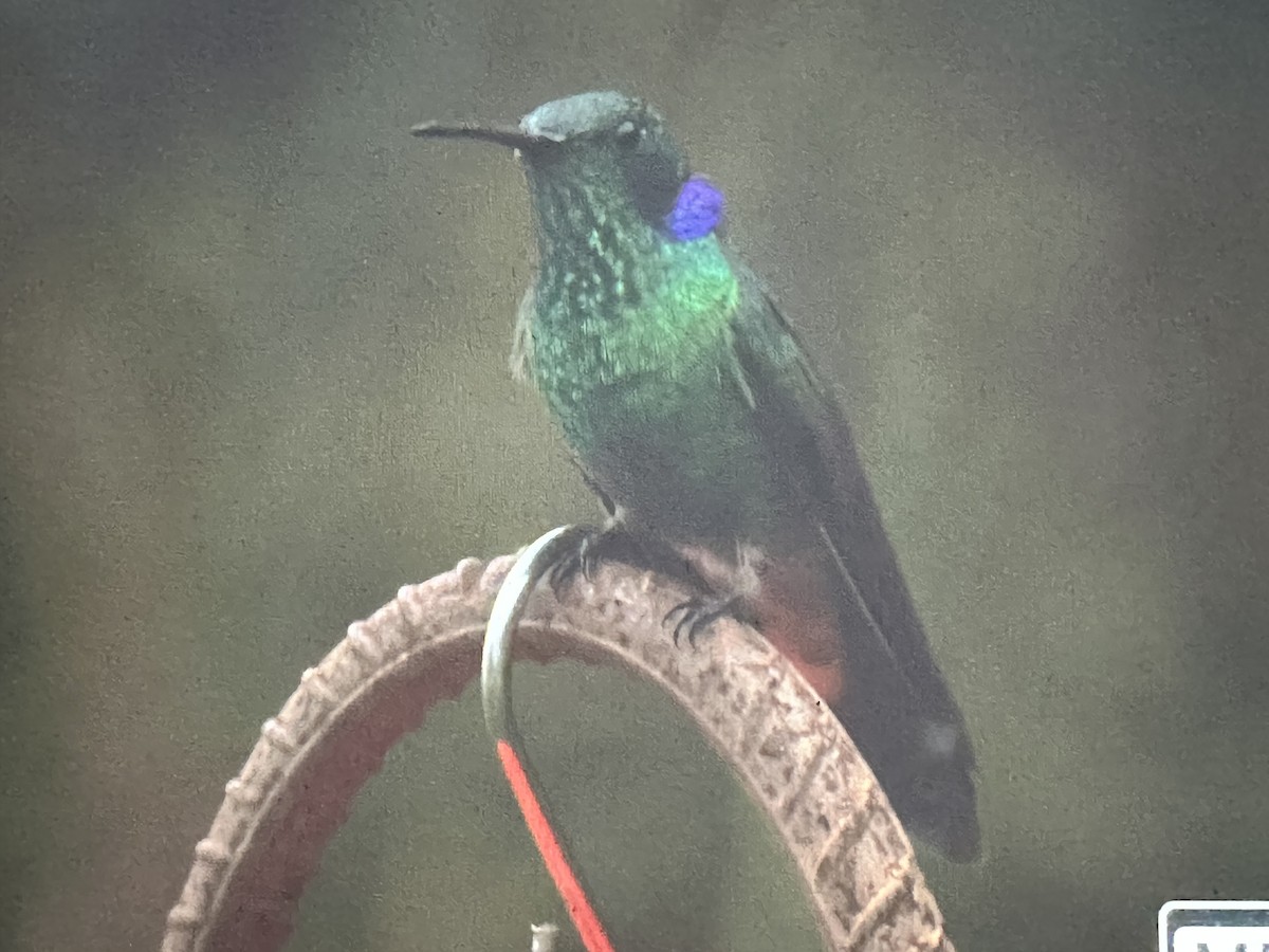 Colibri cyanote - ML646736025