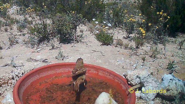 Tawny Pipit - ML646736026