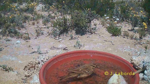 Tawny Pipit - ML646736027