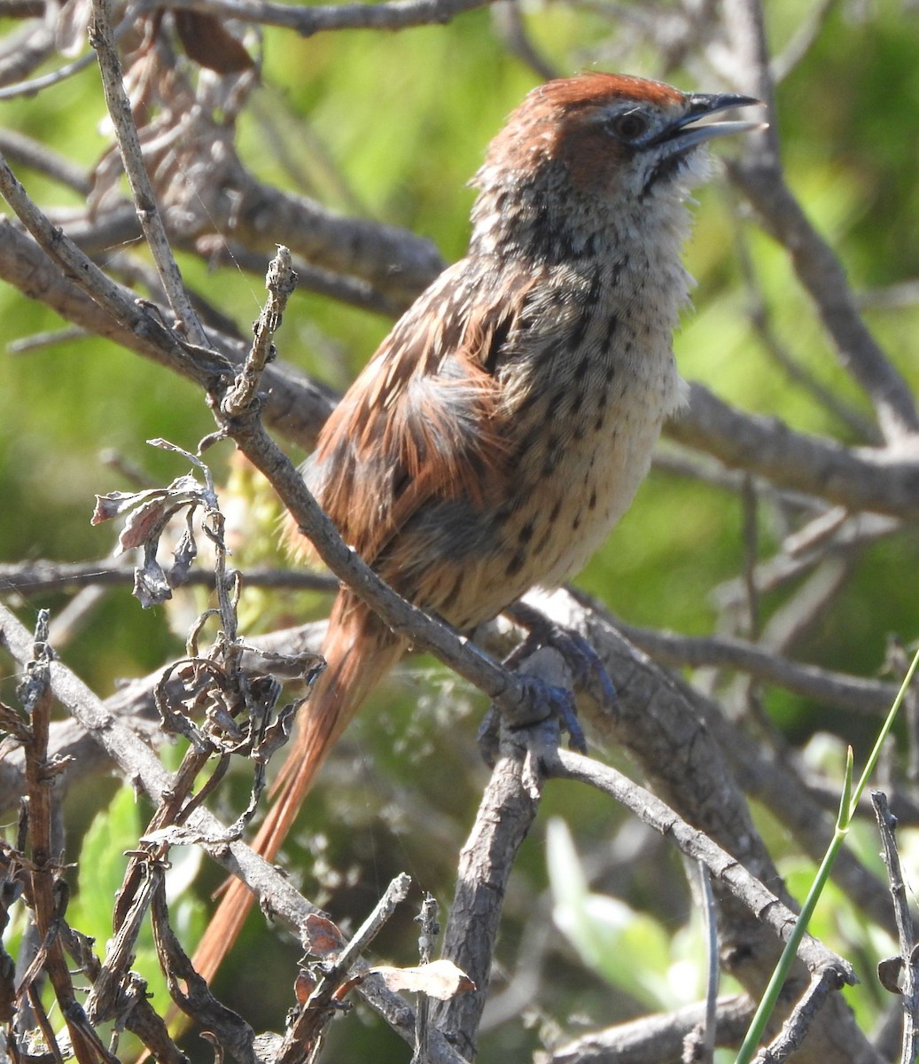 Cape Grassbird - ML646736028