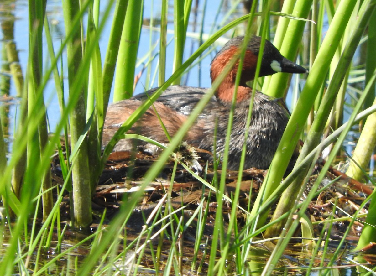 Tuffetto [gruppo ruficollis] - ML646736030