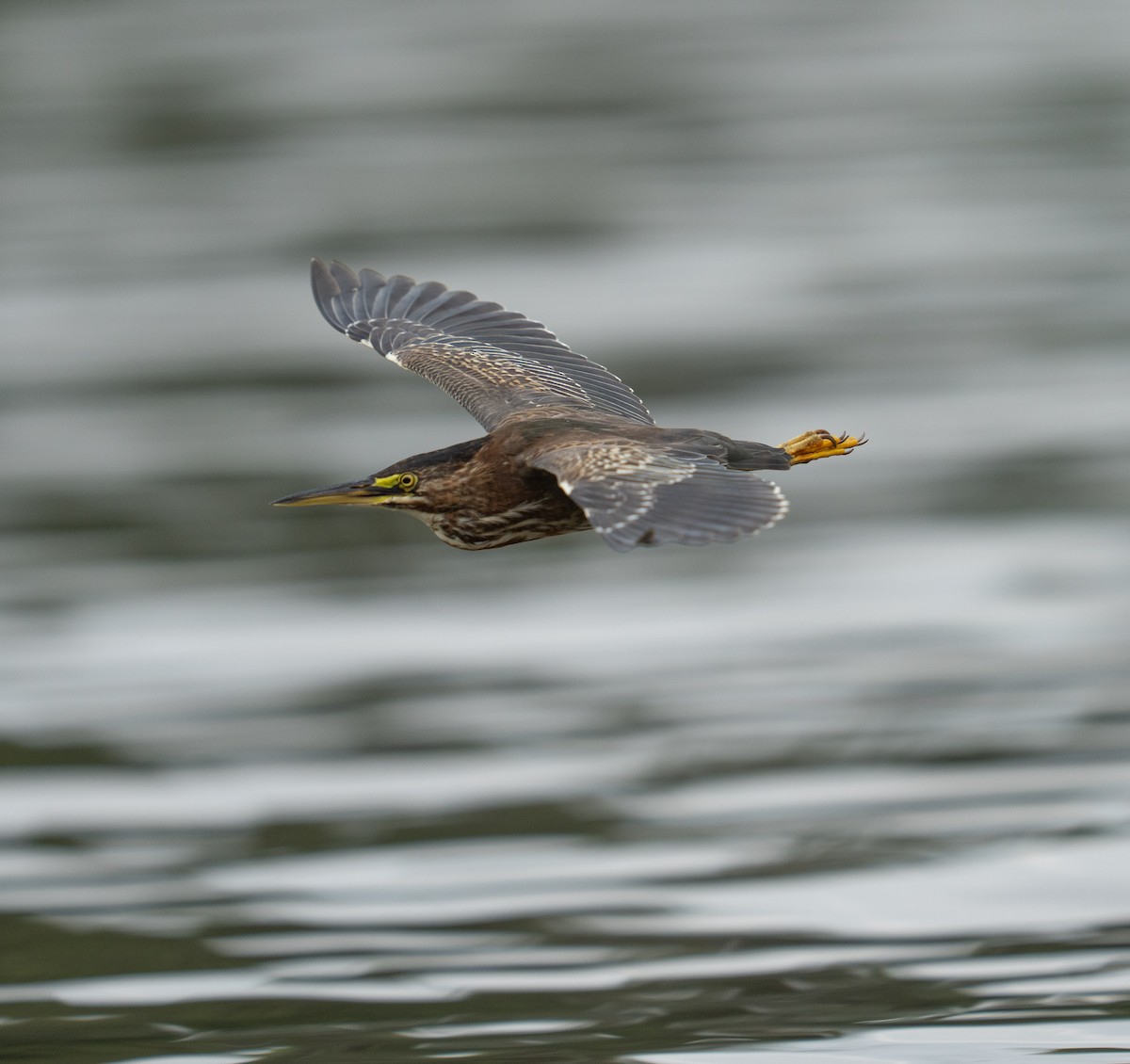 Green Heron - ML646736032