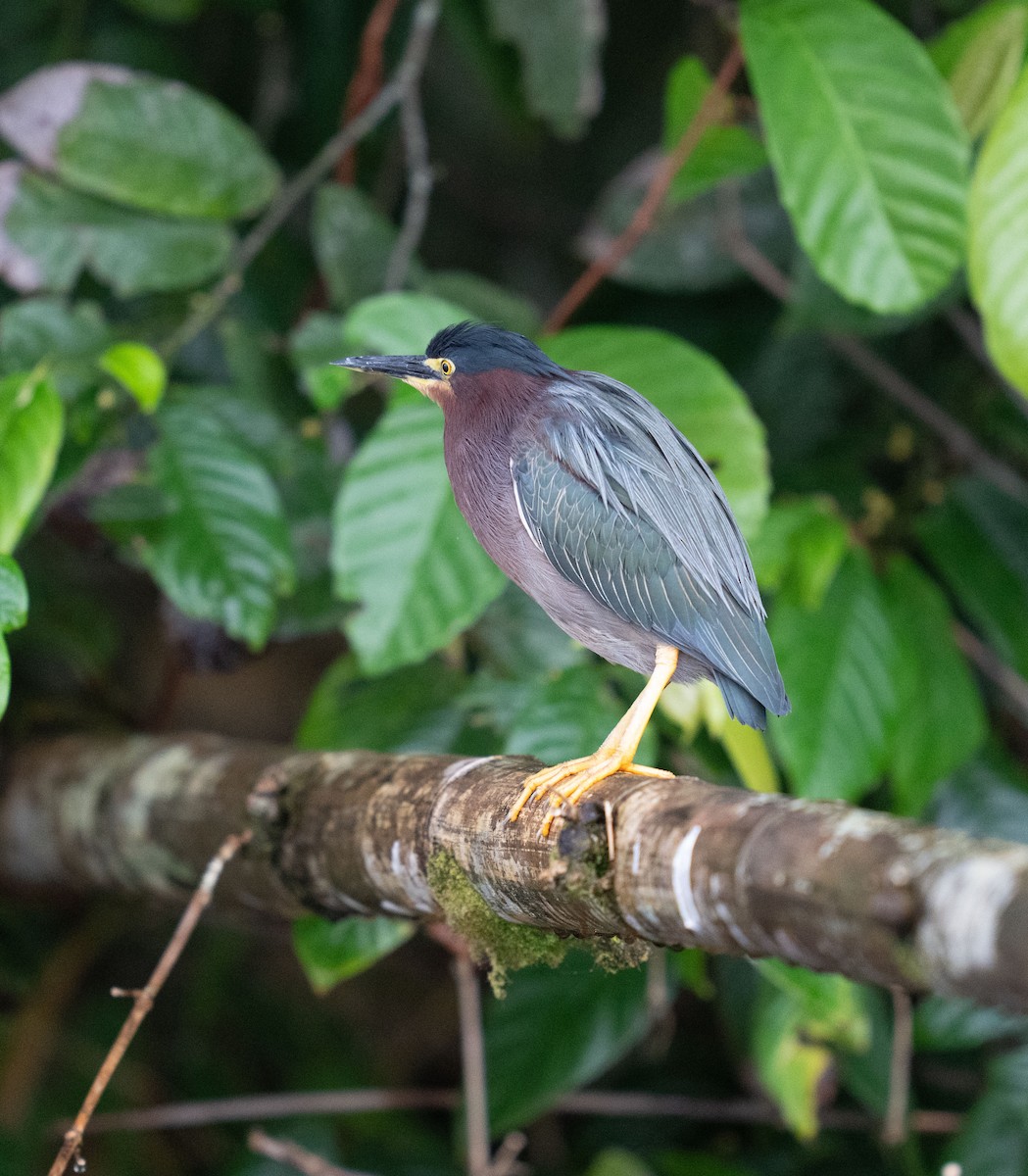 Green Heron - ML646736033