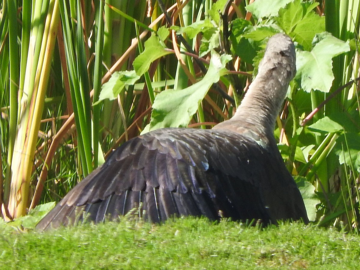 Hadada Aynağı - ML646736034