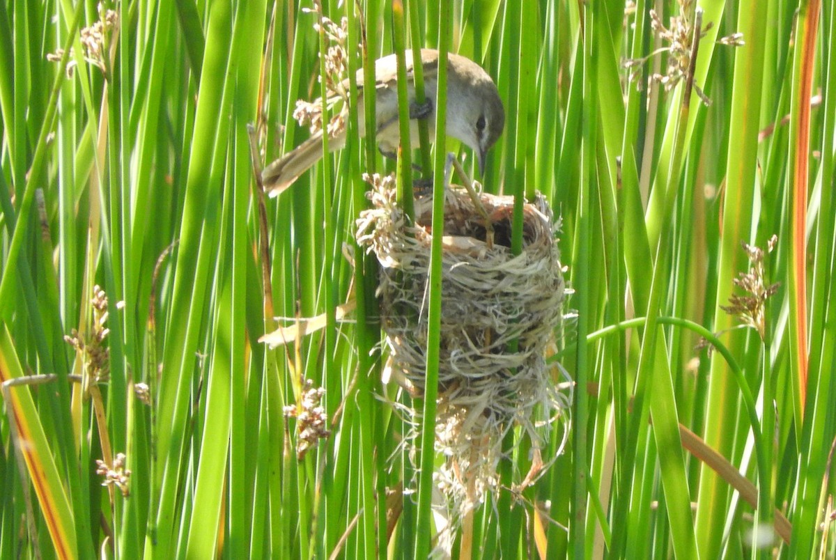 Lesser Swamp Warbler - ML646736040