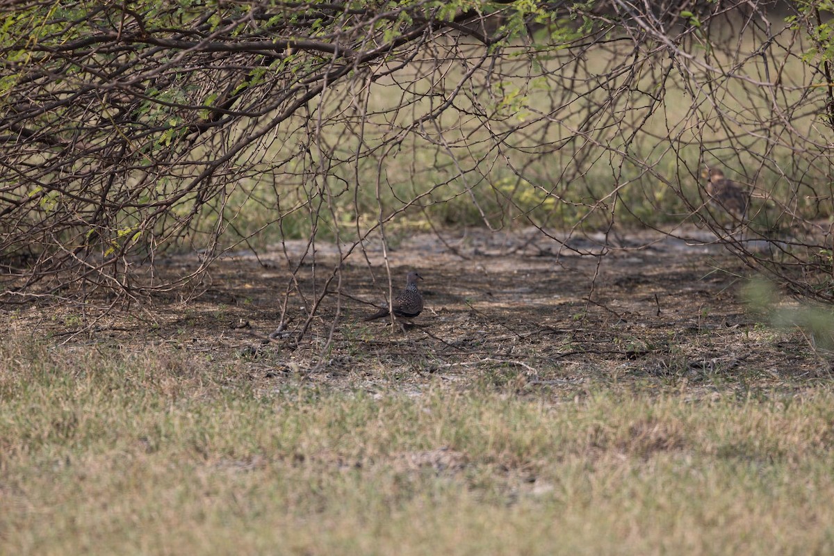 珠頸斑鳩 - ML646736041