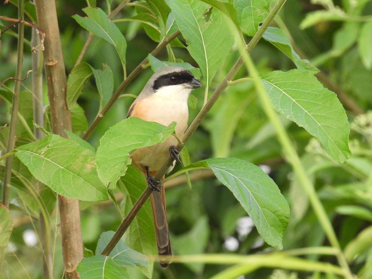 Сорокопуд довгохвостий (підвид schach) - ML646736043
