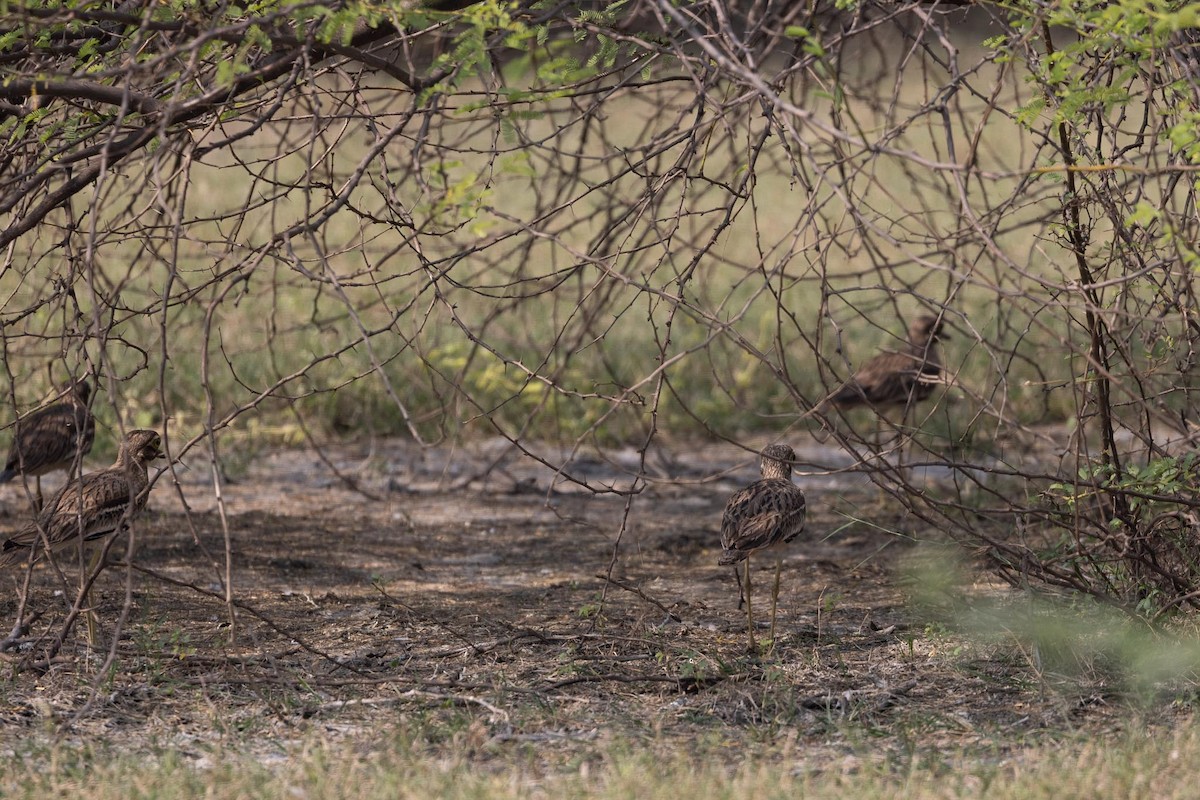 Indian Thick-knee - ML646736045