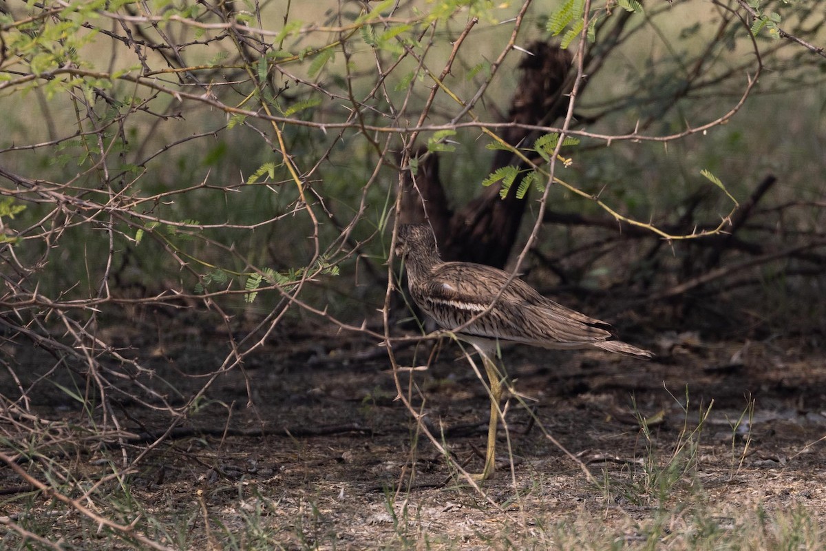 Indian Thick-knee - ML646736046