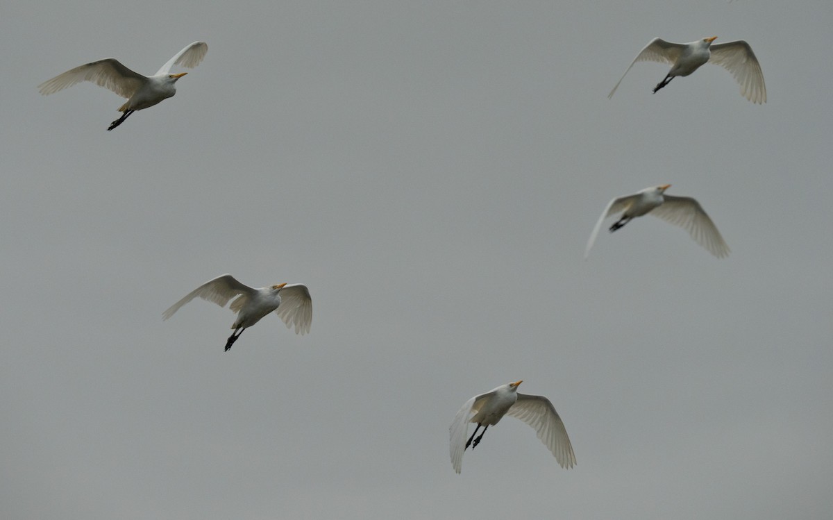 Western Cattle-Egret - ML646736052
