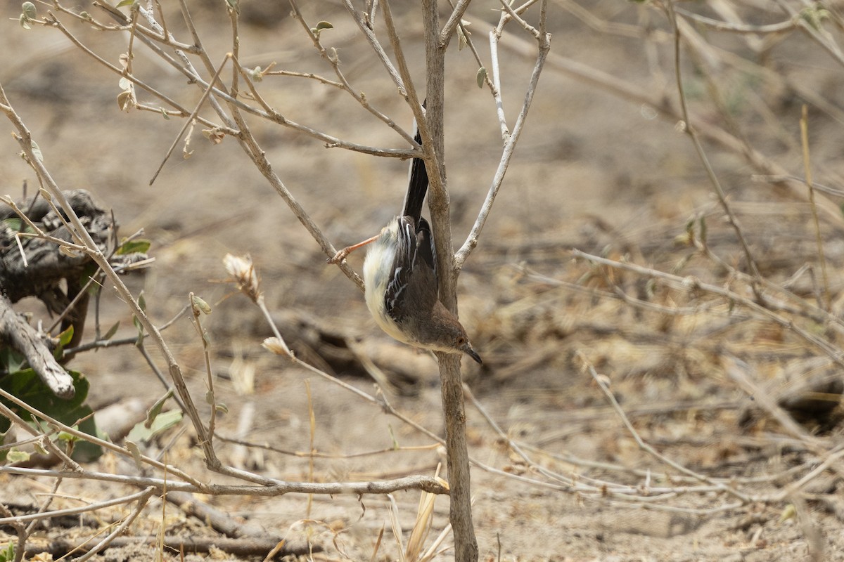 Red-fronted Prinia - ML646736053