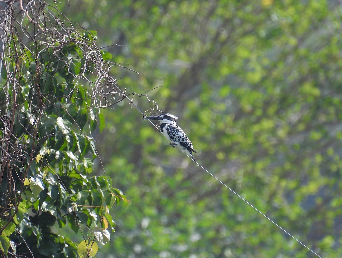 Рибалочка строкатий - ML646736055