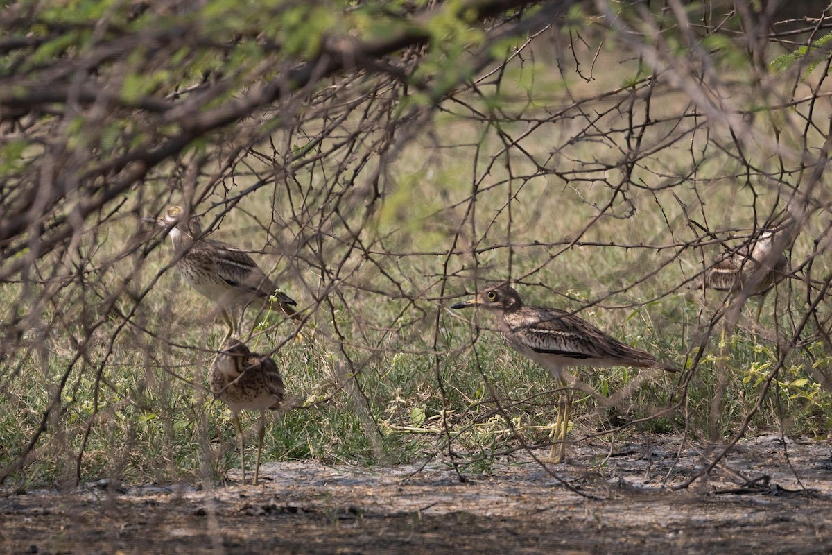 Indian Thick-knee - ML646736056