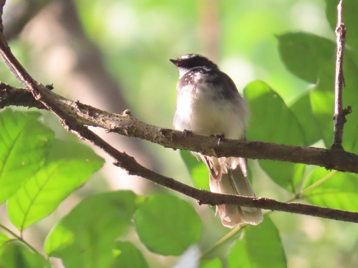 Spot-breasted Fantail - ML646736058