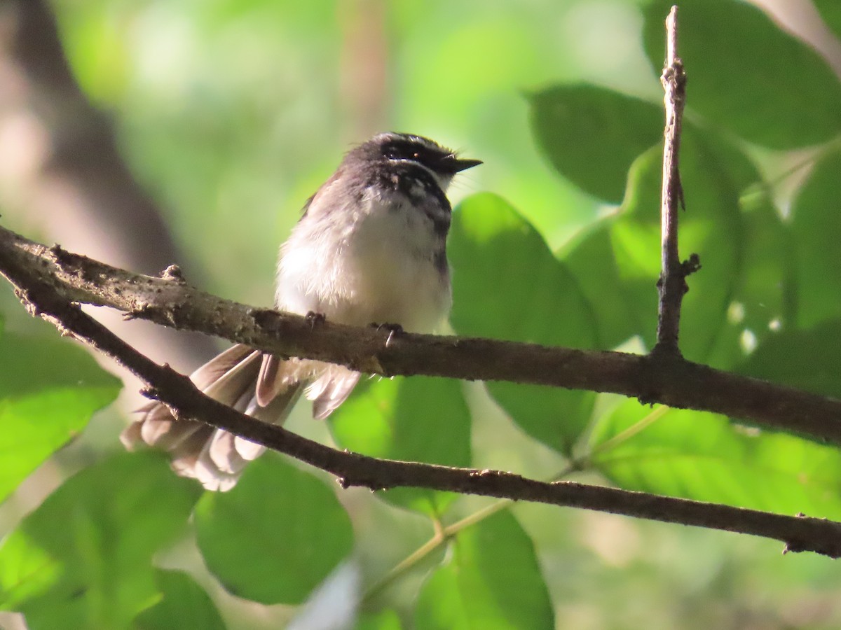 Spot-breasted Fantail - ML646736059