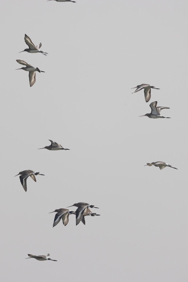 黑尾鷸 - ML646736060