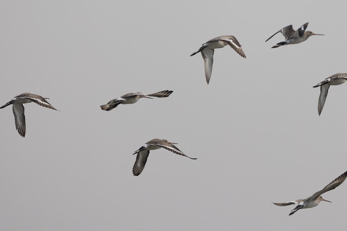 黑尾鷸 - ML646736061