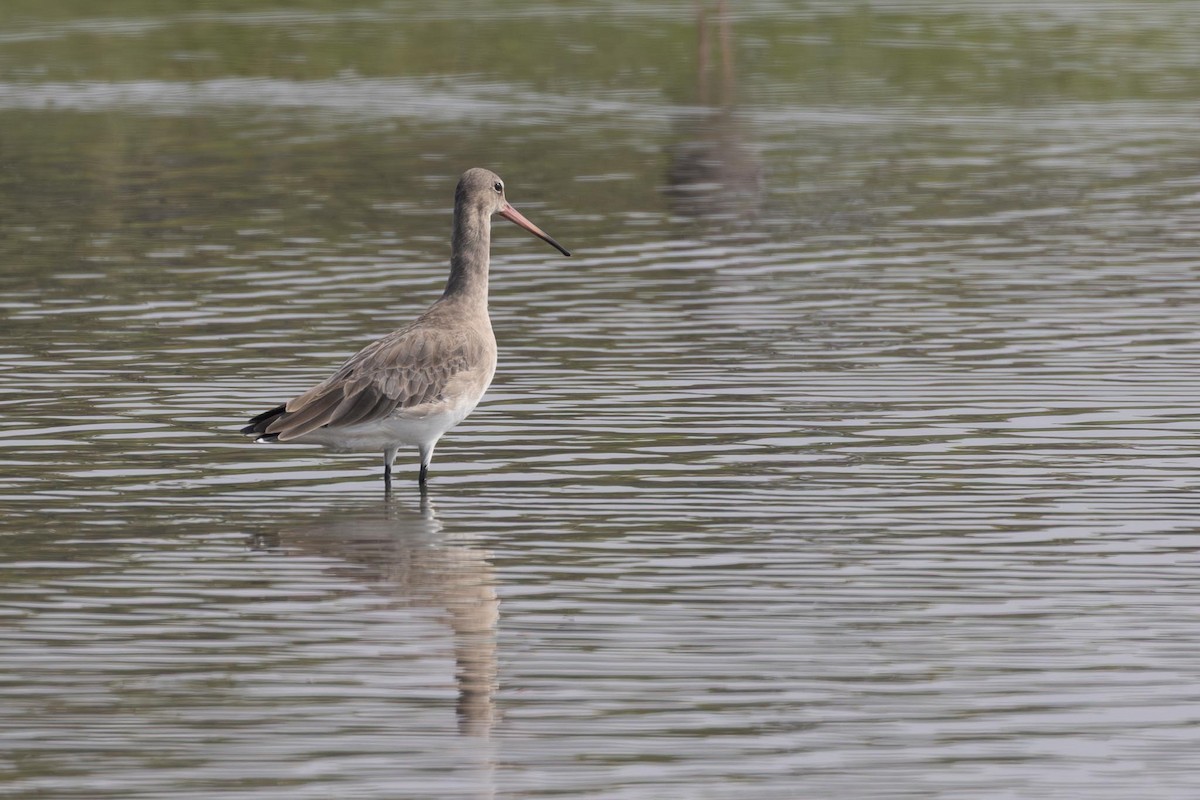 黑尾鷸 - ML646736062