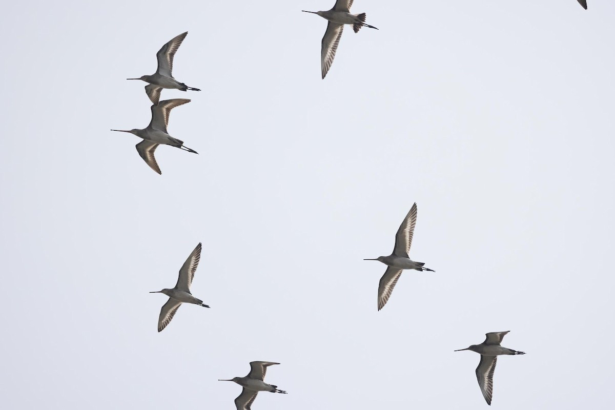 黑尾鷸 - ML646736063