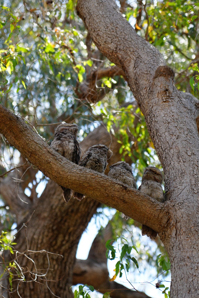 Tawny Frogmouth - ML646736065