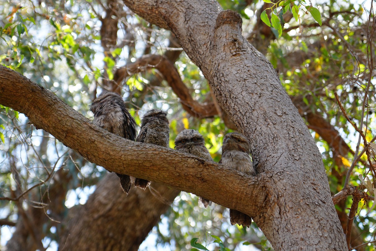 Tawny Frogmouth - ML646736066
