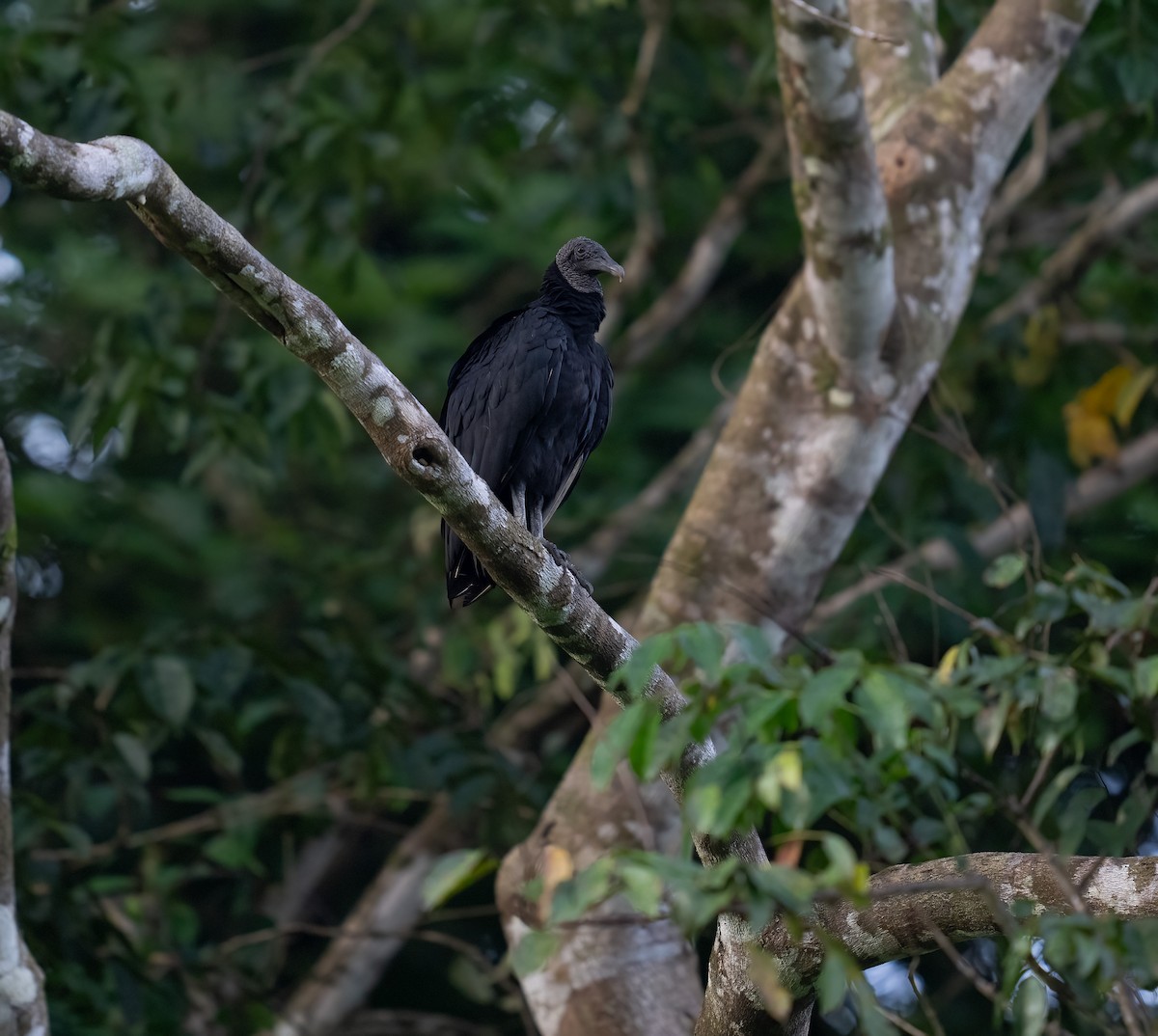 Black Vulture - ML646736069