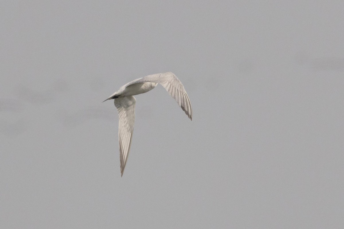 鷗嘴燕鷗 - ML646736071