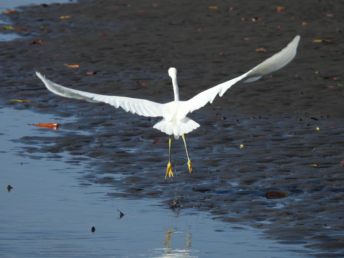 Snowy Egret - ML646736076