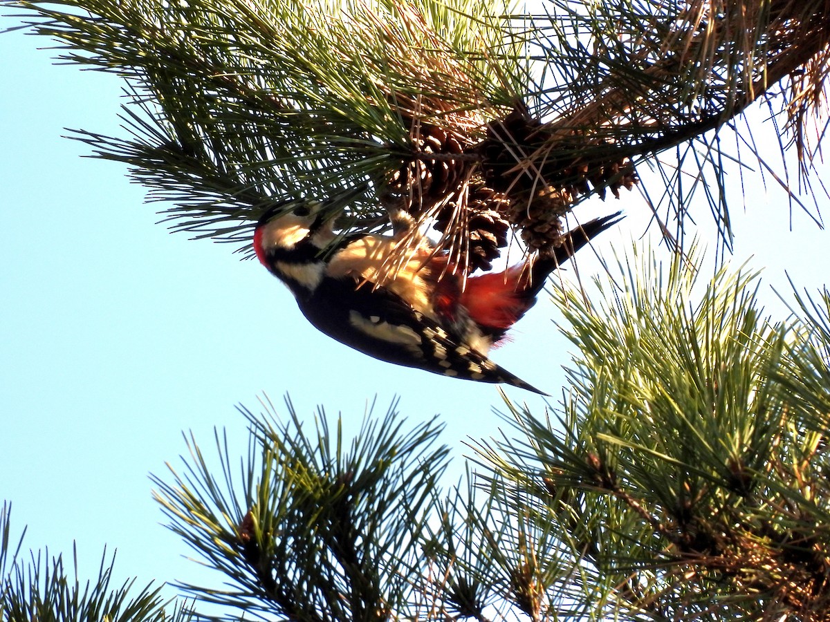 Buntspecht - ML646736078