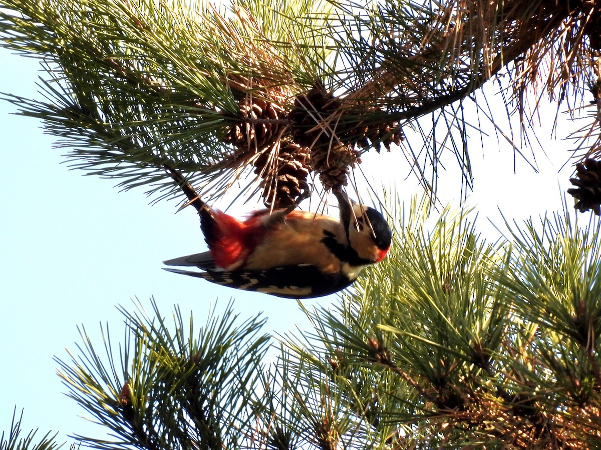 Buntspecht - ML646736079