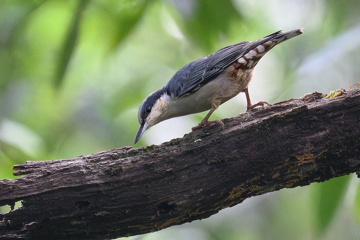 Giant Nuthatch - ML646736082