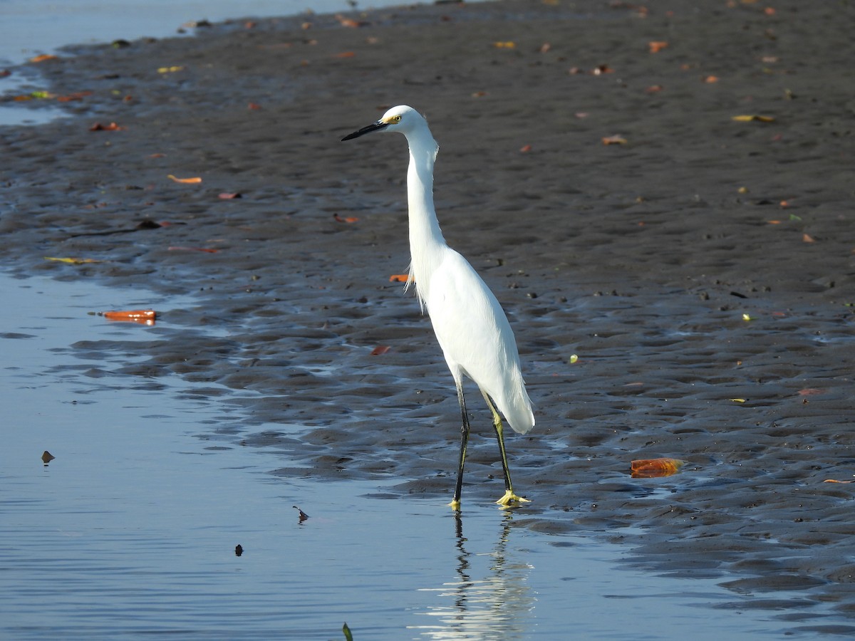 Snowy Egret - ML646736084