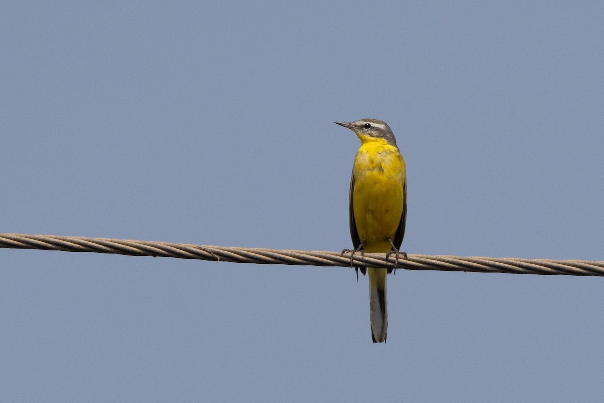 西方黃鶺鴒 - ML646736085