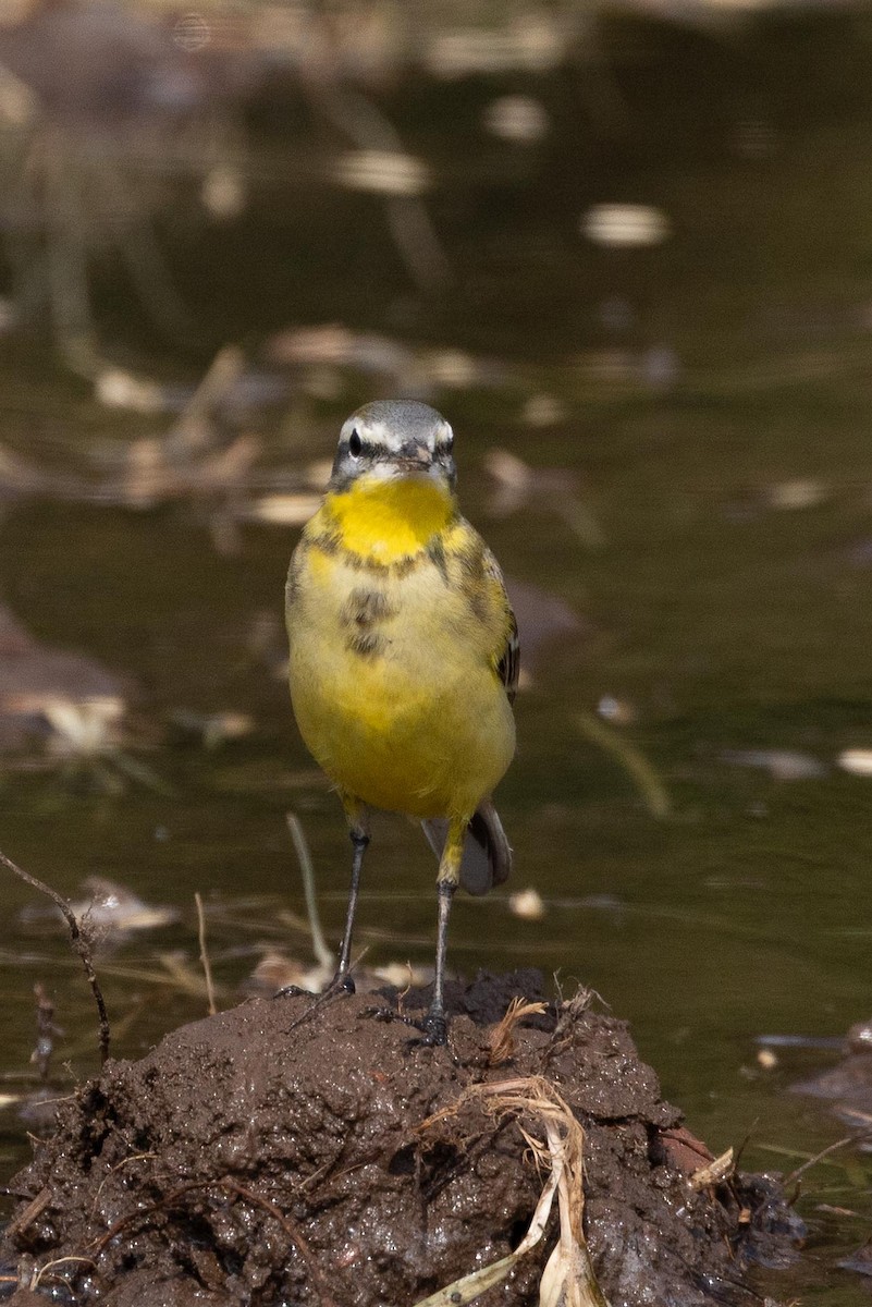 Western Yellow Wagtail - ML646736086