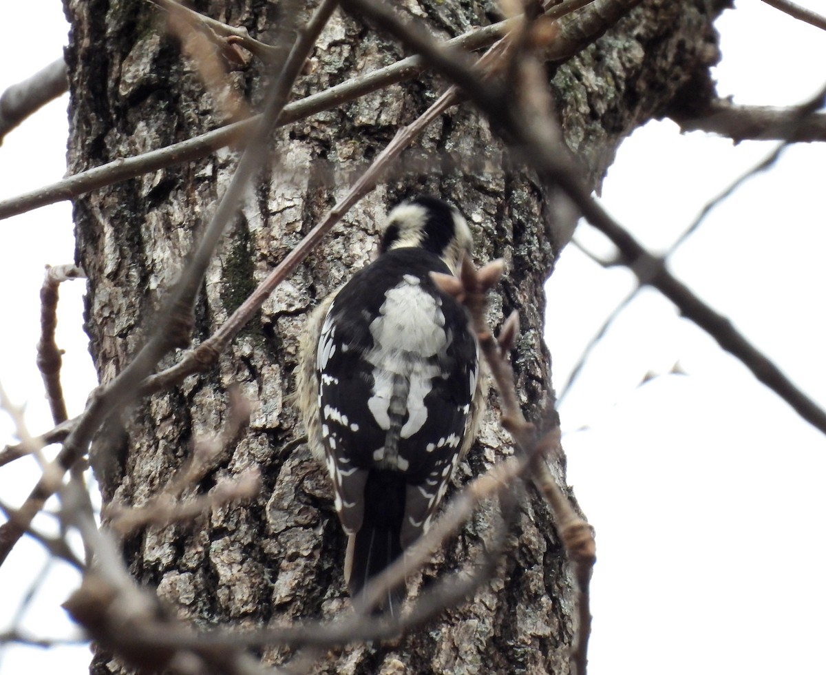 Grauscheitelspecht - ML646736087